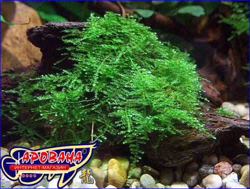 Taxiphyllum sp. Anchor moss -   . 