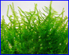 Аквариумное растение, Taxiphyllum sp. Anchor moss.