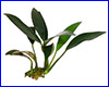 Аквариумное растение, Anubias afzelii.