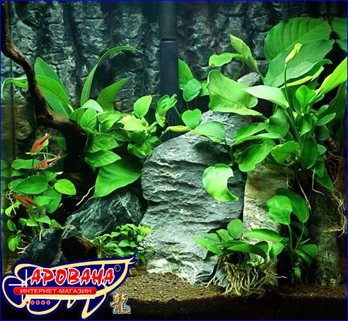 Anubias Barteri Var Broad Leaf -    . 