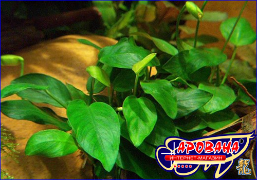 Anubias Barteri Var Broad Leaf -    . 