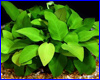 Аквариумное растение, Anubias Barteri Var Broad Leaf.