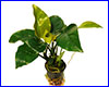 Аквариумное растение, Anubias barteri striped. Аквариумное растение, Anubias barteri striped.