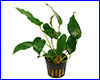 Аквариумное растение, Anubias barteri var Short & Sharp.