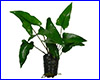 Аквариумное растение, Anubias gracilis.