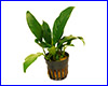 Аквариумное растение, Anubias lanceolata.
