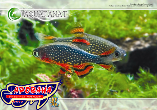  AQUAFANAT    2011 .