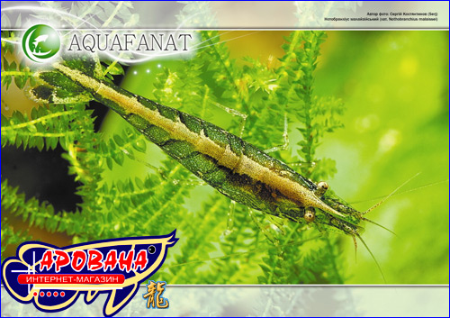  AQUAFANAT    2011 .