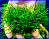 Аквариумное растение, miniRosa moss.