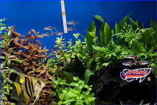 -  , Aquarium Test 6 in 1.