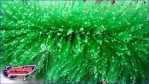 Икра на щетке AQUAXER Brush Filter Pro. Фильтрующая щетка, AQUAXER Brush Filter Pro 40.