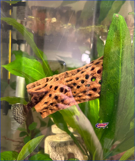 ��������� AQUAXER,  ������ � ������� Cholla  10 ��, 3.5-4 ��.