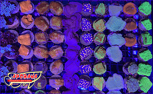Кораллы в морском аквариуме. AQUAXER Coral Frag Plate 26х18 см.