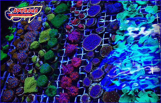 AQUAXER Coral Frag Plate () 1 .