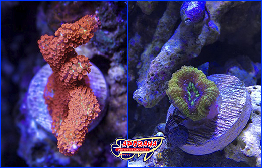 AQUAXER Coral Frag Stand 20 mm.