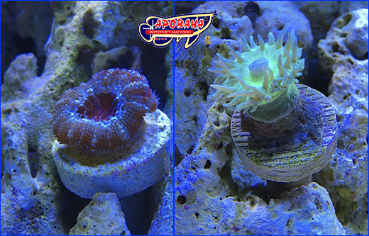 AQUAXER Coral Frag Stand 30 mm.
