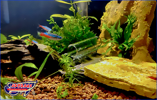  AQUAXER Glass Decoration, 10 , 3 .
