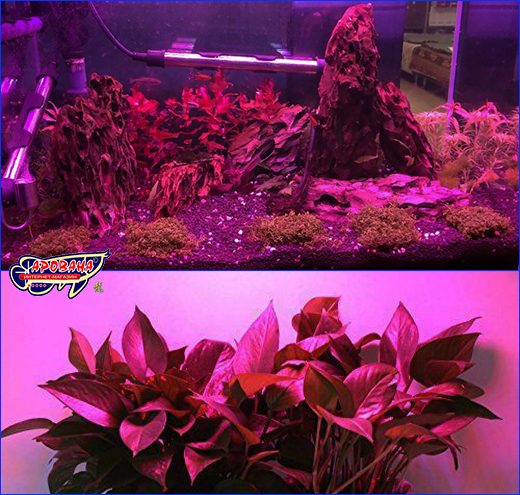 LED , AQUAXER 50W LED Grow, Dimmable, 75x40 .