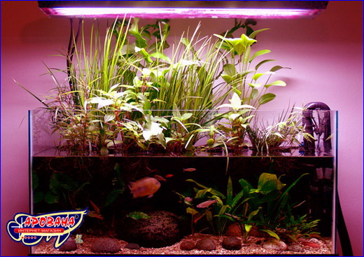 Led Grow в аквариуме Led Grow в аквариуме