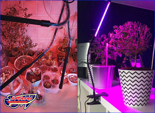 Удобная установка фитолампы для растений AQUAXER Led Grow Light. Светильник AQUAXER Led Grow Light.