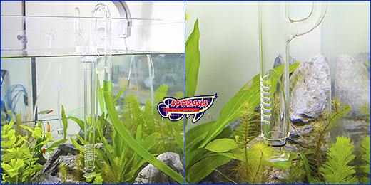  , AQUAXER Lily Pipe Area,   , 17 .