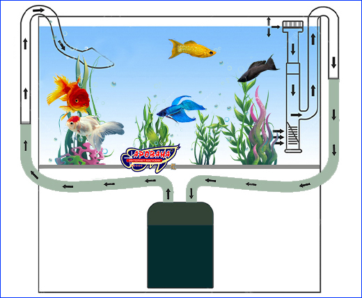  , AQUAXER Lily Pipe Area,   , 17 .