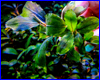 Аквариумное растение, Bucephalandra sp. Aurora Blue.