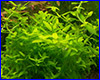 Аквариумное растение, Bacopa sp. Japan.