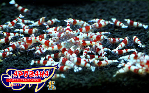 Benibachi Shrimp Active Water -      .