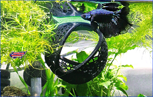  AQUAXER, Frame 3D, Betta Cave 8 , .