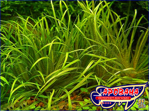 Blyxa japonica (Бликса японская) – растение для аквариумов растительного типа.