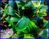 Аквариумное растение, Bucephalandra sp. Abun Turquoise.