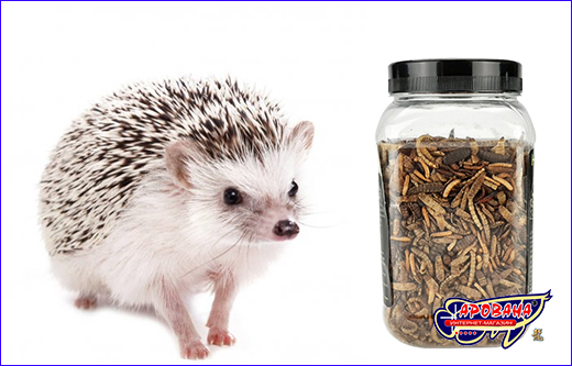  , Hedgie Mix #1 ( ) 600 ml.
