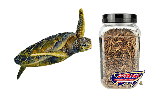 Натуральный корм для черепах. Корм Буся, Maggot 600 ml.