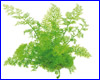 Аквариумное растение, Ceratopteris thalictroides.