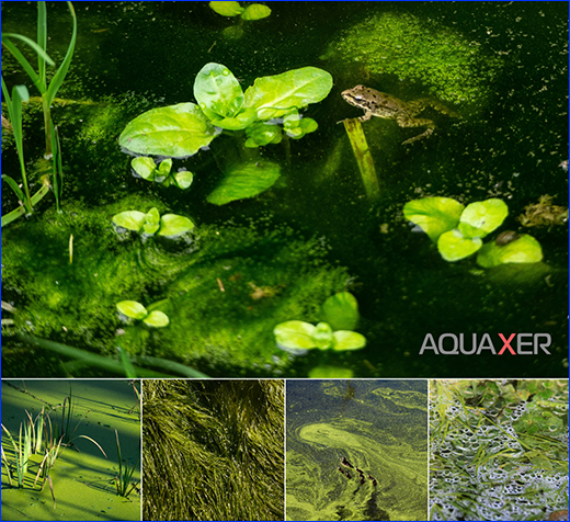 Препарат AQUAXER Cidex Pond, 3 л. Препарат AQUAXER Cidex Pond, 3 л, для ставка на 60000 л.