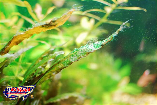 Нежелательные водоросли в аквариуме. Препарат Dajana Algae Stop 100 ml.