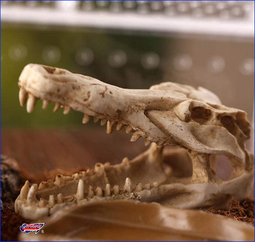  Aqua Nova, Crocodile Skull, 12.5 .