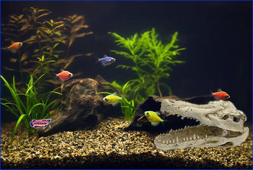  Aqua Nova, Crocodile Skull, 12.5 .