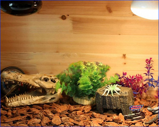  Aqua Nova, Crocodile Skull, 12.5 .