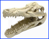  Aqua Nova, Crocodile Skull, 12.5 .