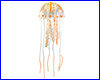 Декорация  Jellyfish (медуза оранжевая).