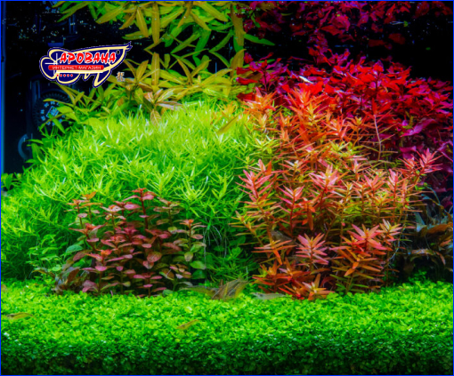  Dennerle Plant Care Pro, 250 ml,  2500 .
