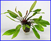 Аквариумное растение, Echinodorus Jani.