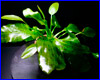 Аквариумное растение, Echinodorus ozelot green.
