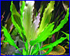 Аквариумное растение, Echinodorus Tricolor.
