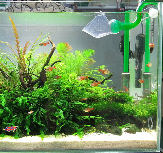   , Eheim Flowpipe, Clear.
