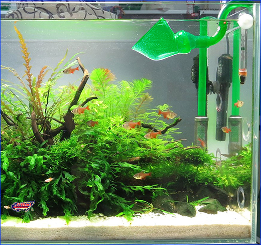   , Eheim Flowpipe, Green.