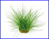 Аквариумное растение,  Eleocharis acicularis.