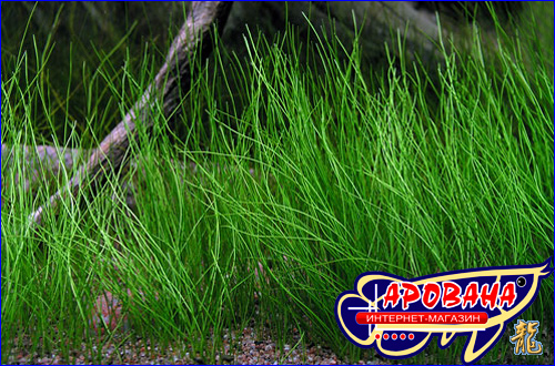 Eleocharis ''parvula'' () -     .